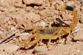 Ragno violino emergenza in italia (giugno 2021). Dove Vive Lo Scorpione E Cosa