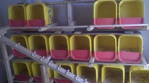 Les Pondoirs Pour Poules Fait Maison En 2020 Poule Poulets De Basse Cour Idee Pour Poulailler