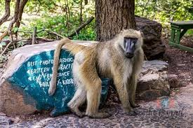 Day 231 Victoria Falls Zambia Meet The Baboon With Whom Mass Had A Very Close Encounter We In 2020 Victoria Falls Zambia Travel Around The World Close Encounters