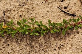 Image result for Bergia