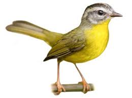 Image result for Rutidea orientalis