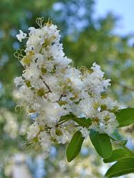 Donald egolf began a crapemyrtle white flowers against deep maroon leaves in summer are truly stunning! Crape Myrtle Trees Growing And Care Garden Design