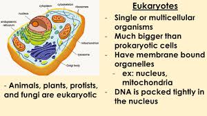 C) dna is present in both archaea cells and bacteria cells. Prokaryotes Single Celled Organisms No Membrane Bound Organelles Ex No Nucleus Or Mitochondria Free Floating Dna Bacteria Are Prokaryotic Ppt Download