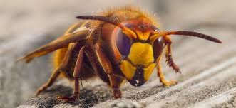 Welche probleme verursachen diese schädlinge? Hornisse Im Zimmer So Vertreiben Sie Sie Aus Der Wohnung