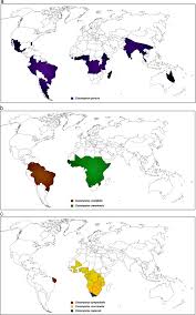 Image result for Cissampelos torulosa