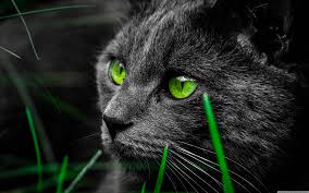Cat Wallpaper 4k Full Hd Full Size My Walpaper