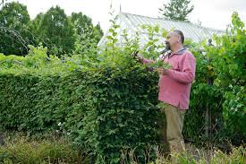 Image result for hornbeam hedge in winter
