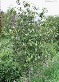 Cascara Cascara Buckthorn False Buckthorn Rhamnus Purshiana Synonym Frangula Purshiana Plants Herbs Plant List