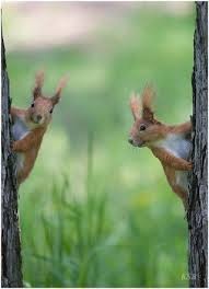 3 Just A Bit Windy Today Animals Beautiful Cute Animals Animals