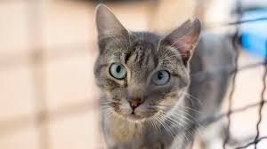 Therefore, the cat's eyes can detect the light at a very low level. 11 Surprising Facts About Cat Adoptions Mental Floss