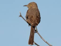 Image result for Trachyandra burkei