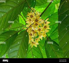 Image result for Cola mossambicensis