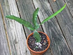 The evergreen plant is hardy in u.s. Dragon Fruit