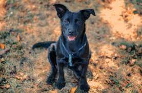 German Shepherd Lab Mix The World S Best Family Dog All Things Dogs All Things Dogs