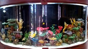 It's called a symbiotic if you are maintaining a saltwater system, you will need to add the necessary salts to your dechlorinated water before adding that water to your aquarium. Most Beautiful Saltwater Fish Tanks All Time