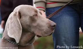 Image result for výmarský krátkosrstý ohař