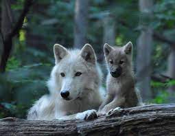 Momma And Baby Wolf Animals Animals Beautiful Wild Dogs