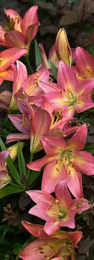 Tumbling Lilies By Leda Robertson Lily Flower Beautiful Flowers Pretty Flowers