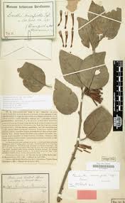 Image result for Antherotoma tenuis