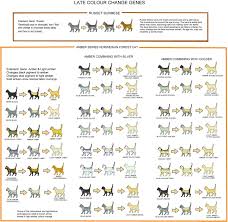 Cat Colour And Pattern Charts And Article Very Detailed And