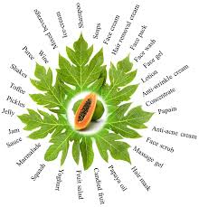 Image result for Carica papaya