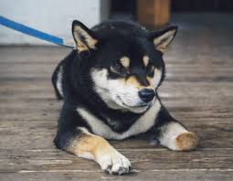 On coingecko, a cryptocurrency pricing website, the total market capitalization of shib is given as a question mark, with a maximum token supply of 1 quadrillion. Y9q3imtcop2lpm