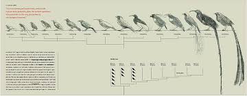 Scientific Taxonomy Birds Chart Information About Birds