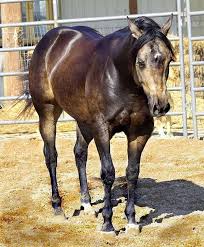 What Is The Most Popular Horse Breed For Reining Dunitgoodinhollywood Buckskin Stallion Reining Barrels With Images Quarter Horse Stallion Aqha Horses Horses