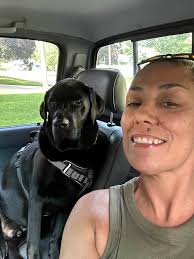 Labrador retriever's day out with owner