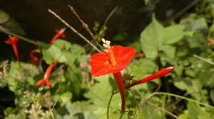 Image result for Ipomoea hederifolia