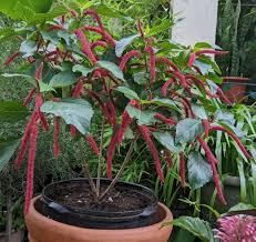 Image result for Acalypha hispida
