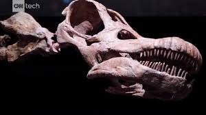 A new dinosaur discovery from argentina gives fresh evidence on the rise of the giants. Fossils Of Huge Ninjatitan Dinosaur That Lived 140 Million Years Ago Found In Argentina Cnn