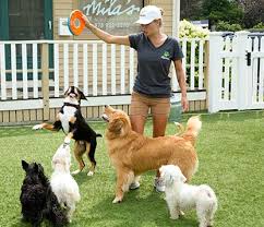 Office depot is a company that specializes in selling office furniture, office supplies, technology machines or equipment and the likes. The Doggie Depot