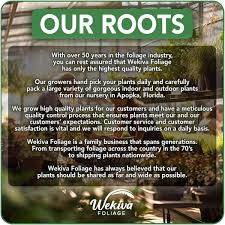 Image result for Aframomum wuerthii