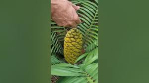 Image result for Encephalartos umbeluziensis