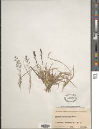Image result for Eragrostis schweinfurthii
