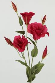 Lisianthus Google Search Lisianthus Flowers Flower Painting Beautiful Flowers