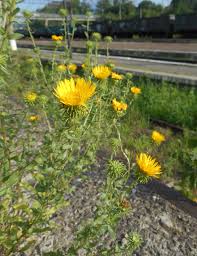 Image result for Lipotriche robinsonii