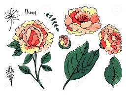 Pfingstrosen Schone Blumen Manuelles Zeichnen Fruhling Eine Reihe Von Pflanzen Fur Postkarten Briefe Kleidung Bedrucken Lizenzfrei Nutzbare Vektorgrafiken Clip Arts Illustrationen Image 96918134