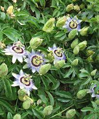 Passiflora Blue Horizon Passion Flower Plant Passion Flower Flowering Vines