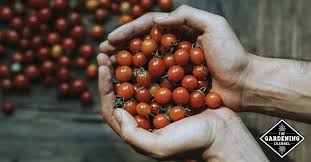 After china, india has been considered as the second largest producer in the world. 12 Top High Yield Cost Effective Vegetables To Grow Gardening Channel