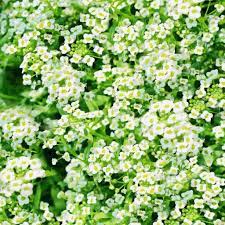 Alyssum Seeds Carpet Of Snow Deer Resistant Perennials Alyssum Flowers Perennials