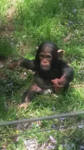 Precious Thabu Enjoying The Sun At Chimp Eden Photo Taken By Phillip Cronje Animals Beautiful Baby Chimpanzee Cute Baby Animals