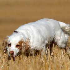 Image result for clumber španěl lov