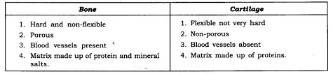 (b) describe its structure with the help of a diagram (c) differentiate between bone and. Class 9 Science Tissues Free Study Material Cbse Sample Papers Books Studyguide360