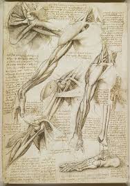  A Rare Glimpse Of Leonardo Da Vinci S Anatomical Drawings Anatomy For Artists Da Vinci Drawings Anatomy Art