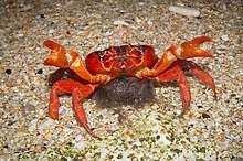 Visitors and newly arrived residents soon become familiar with the conspicuously visible red crabs. Christmas Island Red Crab Wikipedia