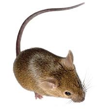 But it could be some other type of pest too. Mice Exterminator Viking Pest Control Nj Pa Md De
