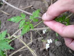 Image result for Cardiospermum halicacabum