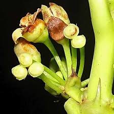 Image result for Pyrostria